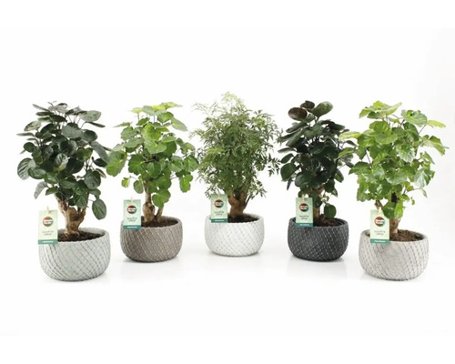 Verschiedene Zimmerpflanzen in strukturierten Übertöpfen