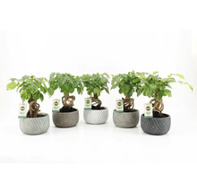 Fünf Bonsai-Pflanzen in Töpfen