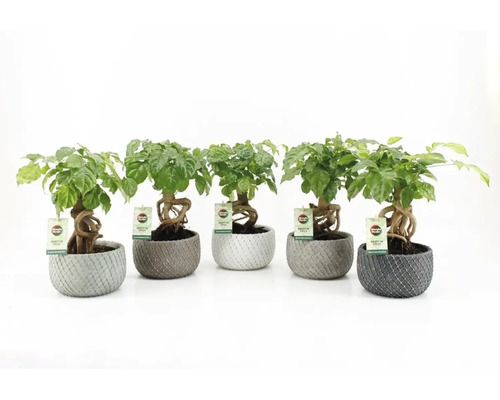 Fünf Bonsai-Pflanzen in Töpfen