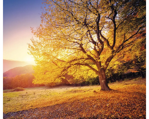 Baum mit Herbstlaub in einer Landschaft