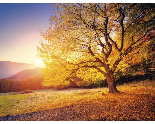 Herbstlandschaft mit Laubbaum im goldenen Licht