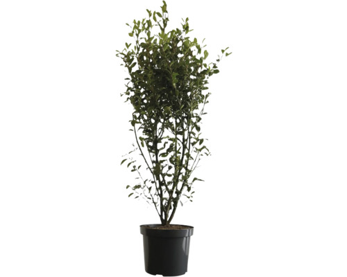 Heckenpflanze FloraSelf Stechpalme/Ilex meserveae 'Heckenstar' H 80-100 cm im 10 Liter Topf ab 4 Stück auf Palette