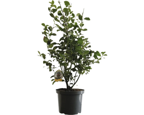 Zierapfelbaum im Topf mit grünen Blättern