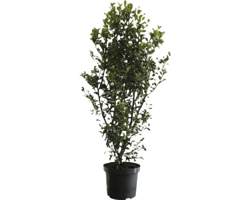 Heckenpflanze FloraSelf Stechpalme/Ilex meserveae 'Heckenfee' H 80-100 cm im 10 Liter Topf ab 4 Stück auf Palette