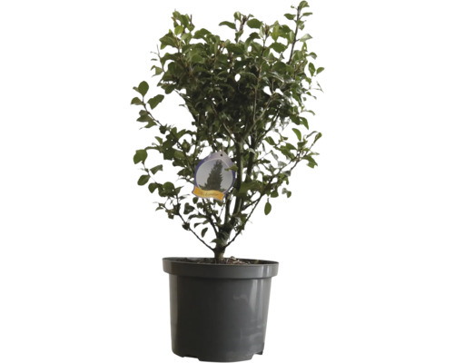 Heckenpflanze FloraSelf Stechpalme/Ilex meserveae 'Heckenstar' H 50-60 cm im 3 Liter Topf ab 30 Stück auf Palette