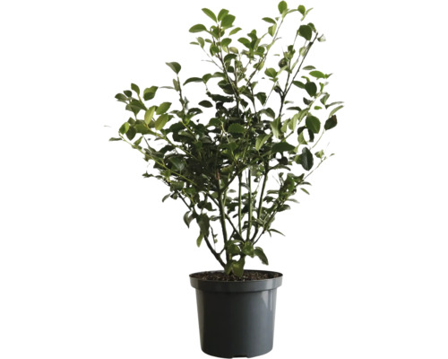 Heckenpflanze FloraSelf Stechpalme/Ilex meserveae 'Heckenfee' H 50-60 cm im 3 Liter Topf ab 30 Stück auf Palette