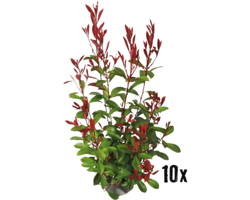 Heckenpflanze Glanzmispel/Photinia 'Red Robin' 60/80 cm 3 L-Topf ab 10 Stück