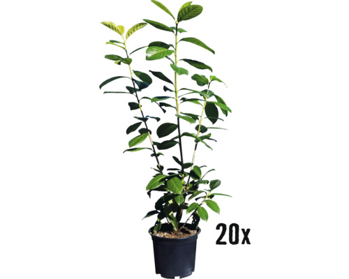 Heckenpflanze Kirschlorbeer 'Novita' 60/80 cm 3 L-Topf ab 20 Stück