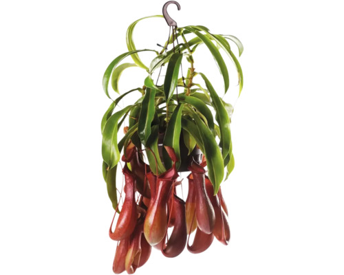 Kannenpflanze-Ampel FloraSelf Nepenthes H 15-20 cm Ø 14 cm Topf