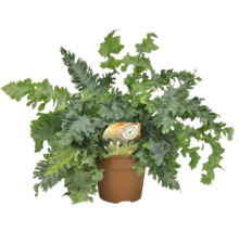 Kängurufarn Pflanze im Topf