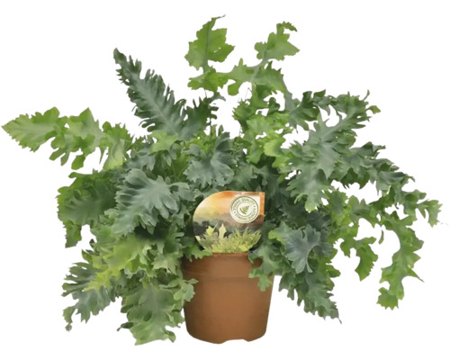 fransiger Tüpfelfarn FloraSelf Phlebodium 'Davana' H ca. 50 cm Ø 17 cm Topf Kängurufarn Pflanze im Topf