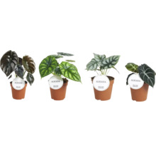 Verschiedene Alocasia Zimmerpflanzen in Töpfen