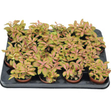 Tablett mit Fittonia Zimmerpflanzen in Töpfen