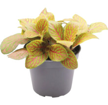 Fittonia Pflanze im Topf mit Blattmuster