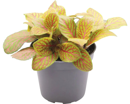Fittonia Pflanze im Topf mit Blattmuster
