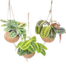 Drei hängende Gebetspflanzen in Kokosnussschalen mit Seilen zum Aufhängen
