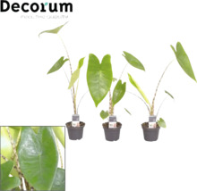 Alocasia Zimmerpflanze im Topf