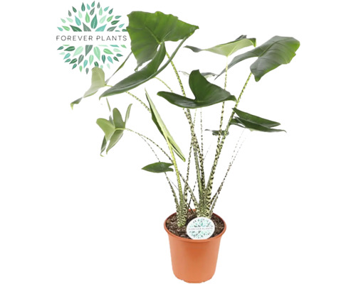 Alocasie, Tiger-Pfeilblatt FloraSelf Alocasia 'Zebrina' H 80-100 cm Ø 24 cm Topf