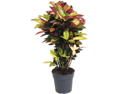 Wunderstrauch, Kroton FloraSelf Codiaeum 'Mrs. Iceton' H 90-100 cm Ø 27 cm Topf Kroton Zimmerpflanze in einem Topf