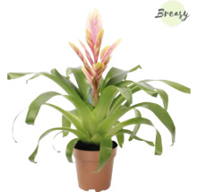 Bromelie im Topf mit Blüte