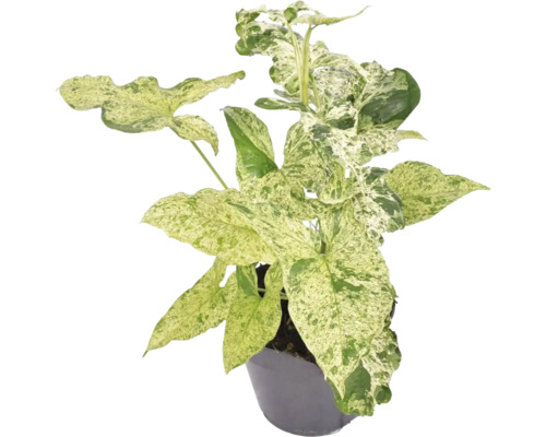 Purpurtute FloraSelf Syngonium 'Mottled' H 20-25 cm Ø 12 cm Topf Pfeilblatt Zimmerpflanze im Topf