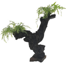 Dekoration für Aquarien mit Holz und Pflanzen