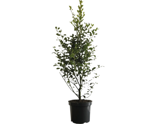 Heckenpflanze Stechpalme/Ilex 'Heckenfee' H 100-120 cm im 12 Liter Topf ab 4 Stück auf Palette