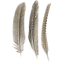 Drei gefleckte Federn