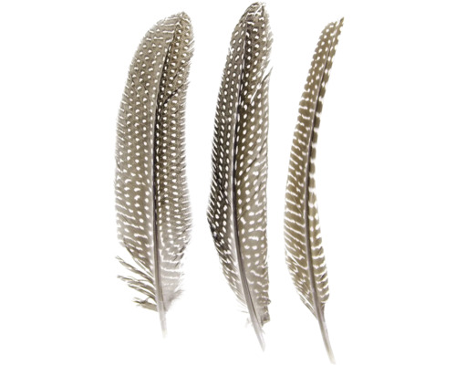 Drei gefleckte Federn