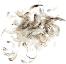 Dekorative Federn für Bastelarbeiten