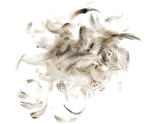 Dekorative Federn für Bastelarbeiten