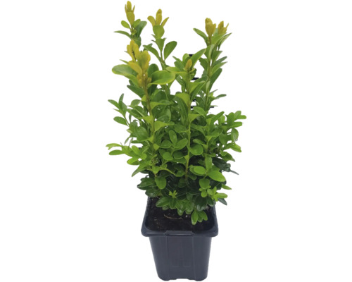 Buchsbaum FloraSelf Buxus sempervirens Ø 8 cm Topf Buchsbaum im Topf