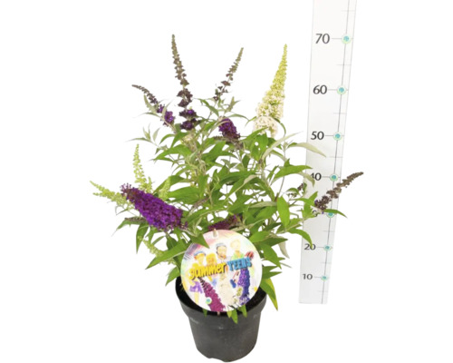 Schmetterlingsstrauch im Topf mit Blüten in verschiedenen Farben