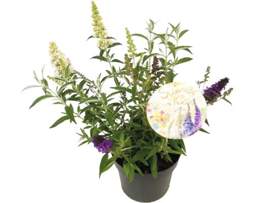 Schmetterlingsflieder im Topf mit Etikett