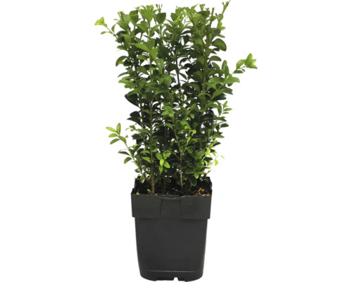 Buchsbaum FloraSelf Buxus sempervirens Ø 13 cm Topf Buchsbaum im Topf