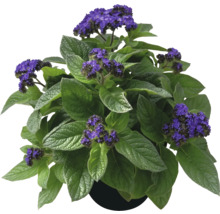 Heliotrop im Topf mit violetten Blüten und grünen Blättern