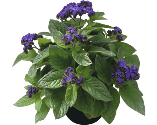 Heliotrop im Topf mit violetten Blüten und grünen Blättern