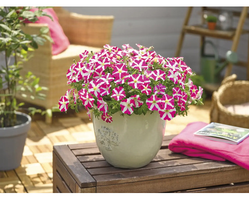 Herz-Petunie FloraSelf Petunia Amore Pink Heart Ø 12 cm Topf