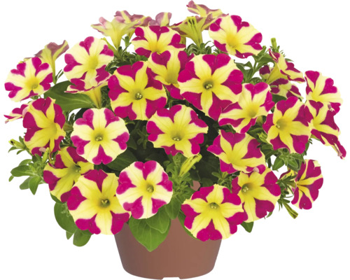 Herz-Petunie FloraSelf Petunia Amore Queen of Hearts Ø 12 cm Topf