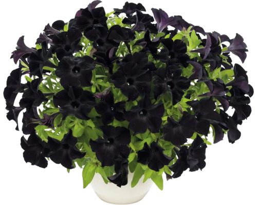 Schwarze Petunie FloraSelf Petunia 'Black Ray' Ø 12 cm Topf