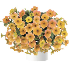 Petunie FloraSelf Petunia Cascadias™ Serie 'Indian Summer' Ø 12 cm Topf