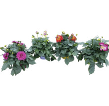 Verschiedene Dahlien im Topf