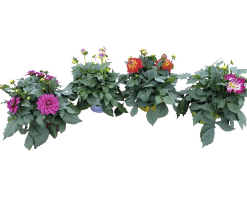 Verschiedene Dahlien im Topf
