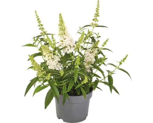 Schmetterlingsflieder in einem Topf