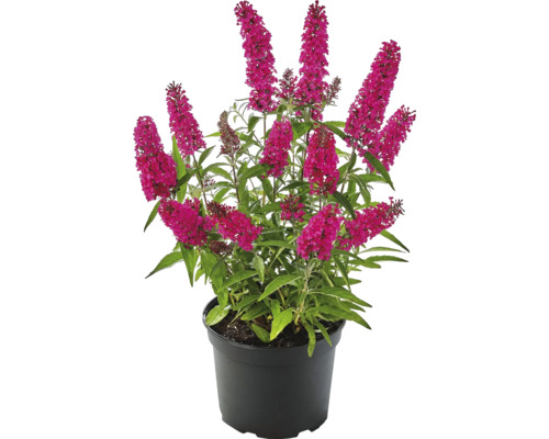 Sommerflieder, Schmetterlingsflieder Buddleja davidii 'Summer Kids ® Sophie' H 30-40 cm Co 3 L