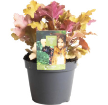 Heuchera Marmelade Pflanze im Topf