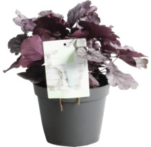 Heuchera Pflanze im Topf