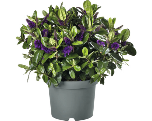 Hebe Strauch mit violetten Blüten im Topf