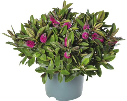 Hebe-Strauch mit rosa Blüten im Topf
