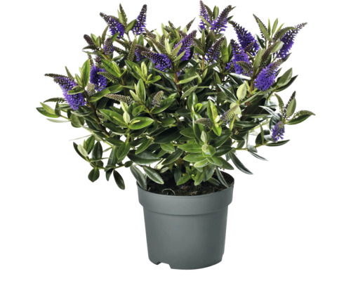 Hebe im Topf mit grünen Blättern und violetten Blüten